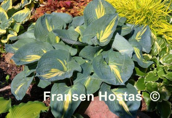 Hosta Dream Weaver